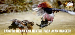 Cara Ini Menaikkan Mental Pada Ayam Bangkok
