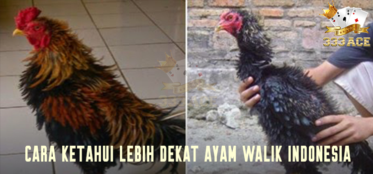 Cara Ketahui Lebih Dekat Ayam Walik Indonesia