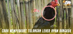 Cara Memperkuat Tulangan Leher Ayam Bangkok