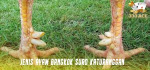 Jenis Ayam Bangkok Suro Katuranggan