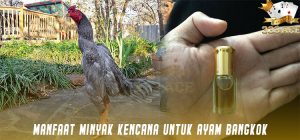 Manfaat Minyak Kencana Untuk Ayam Bangkok