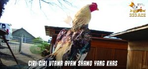 Ciri-Ciri Utama Ayam Shamo Yang Khas